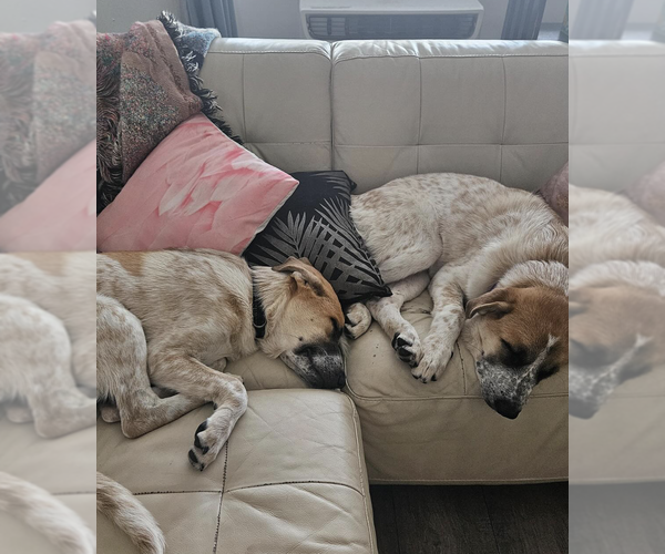 Medium Photo #15 Great Pyrenees-Unknown Mix Puppy For Sale in Brooklyn, NY, USA
