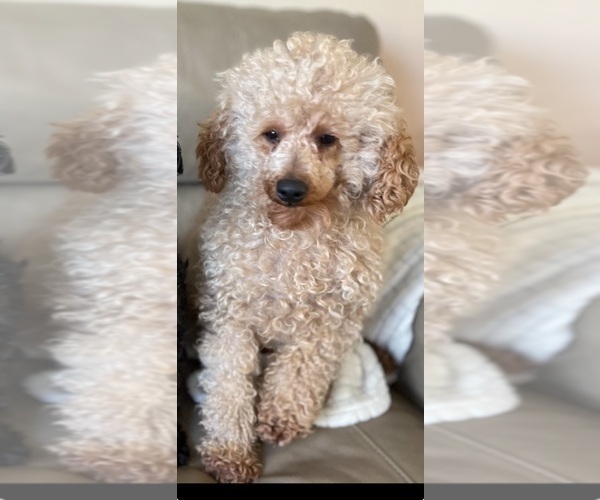 Medium Photo #1 Poodle (Miniature) Puppy For Sale in MIDDLETOWN, PA, USA