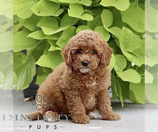 Medium Photo #3 Poodle (Miniature) Puppy For Sale in HONEY BROOK, PA, USA