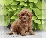 Small #2 Poodle (Miniature)