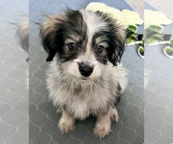 Medium Photo #1 Mutt Puppy For Sale in Corona, CA, USA