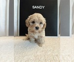 Puppy Sandy Maltipoo