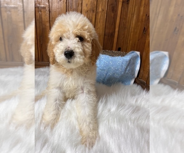 Medium Photo #2 Poodle (Standard) Puppy For Sale in NEOLA, WV, USA