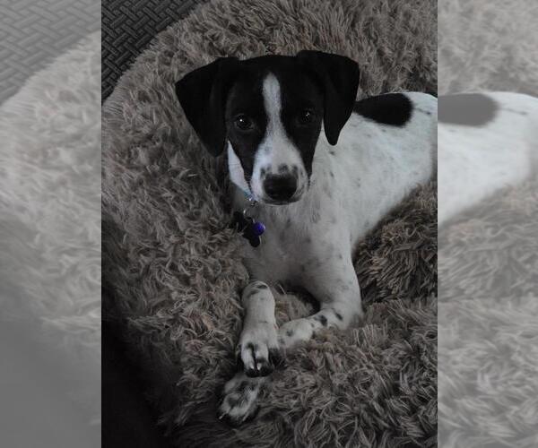 Medium Photo #9 Mutt Puppy For Sale in Oak Bluffs, MA, USA