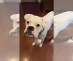 Small #2 Boxer