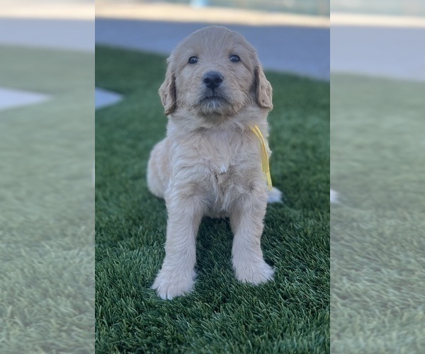 Medium Photo #35 Goldendoodle Puppy For Sale in PHOENIX, AZ, USA