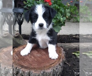 Border Collie-Maltese Mix Puppy for sale in FREDERICKSBURG, OH, USA
