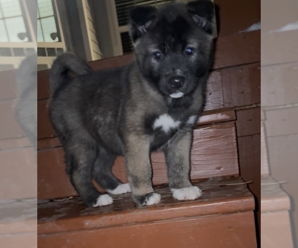 Medium Photo #3 Akita Puppy For Sale in LOUISVILLE, KY, USA