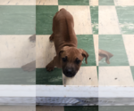 Small Photo #8 Rhodesian Ridgeback Puppy For Sale in PLAINFIELD, CT, USA