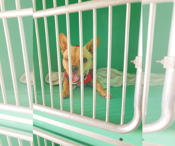 Medium Photo #5 French Bulldog-Unknown Mix Puppy For Sale in San Diego, CA, USA