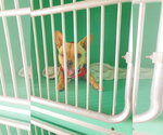 Small #4 French Bulldog Mix