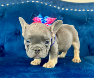 French Bulldog Puppy for sale in KANSAS CITY, MO, USA