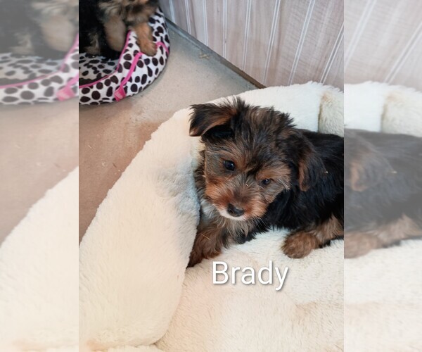 Medium Photo #3 Yorkshire Terrier Puppy For Sale in ROSEBUSH, MI, USA