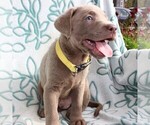 Small Photo #2 Labrador Retriever Puppy For Sale in CHARLOTT HALL, MD, USA