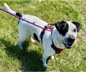 Mutt Dogs for adoption in Olathe, KS, USA