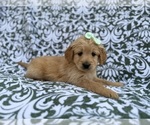 Small #3 Goldendoodle