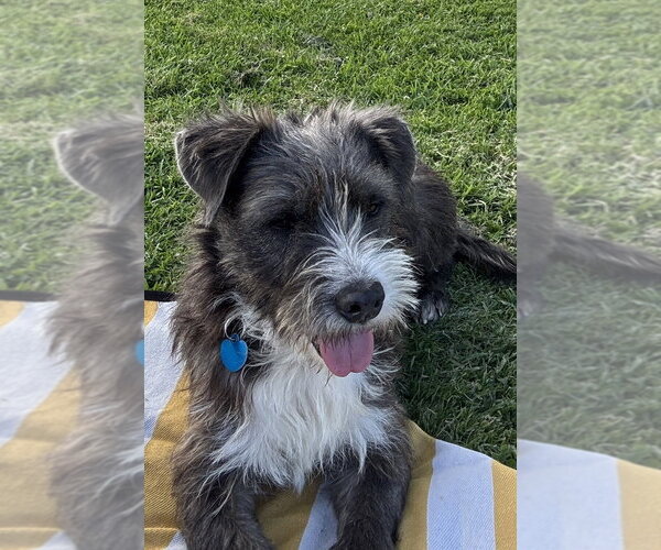 Medium Photo #12 Border Terrier-Unknown Mix Puppy For Sale in San Diego, CA, USA