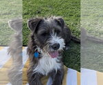 Small #11 Border Terrier Mix