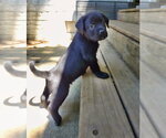 Small #1 Shepweiller