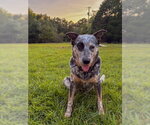 Brooklyn - Female Mutt Dog for Adoption - Small photo