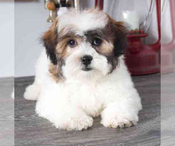 Medium Photo #1 Zuchon Puppy For Sale in RED LION, PA, USA
