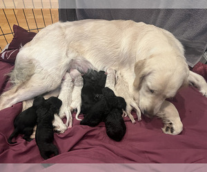 Mother of the Goldendoodle puppies born on 12/17/2024