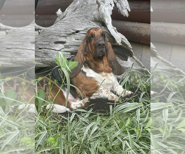 Medium Photo #1 Basset Hound Puppy For Sale in COLUMBIA CROSS ROADS, PA, USA