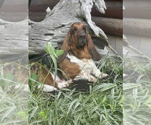 Mother of the Basset Hound puppies born on 05/03/2025