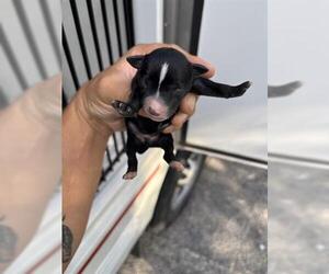 Chihuahua Dogs for adoption in Houston, TX, USA