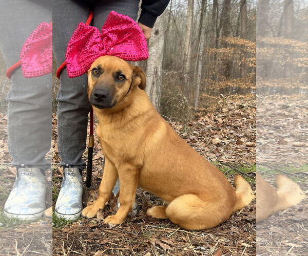 Medium Photo #1 Mutt Puppy For Sale in Clarkesville, GA, USA