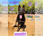 Small #2 Dutch Shepherd -German Shepherd Dog Mix