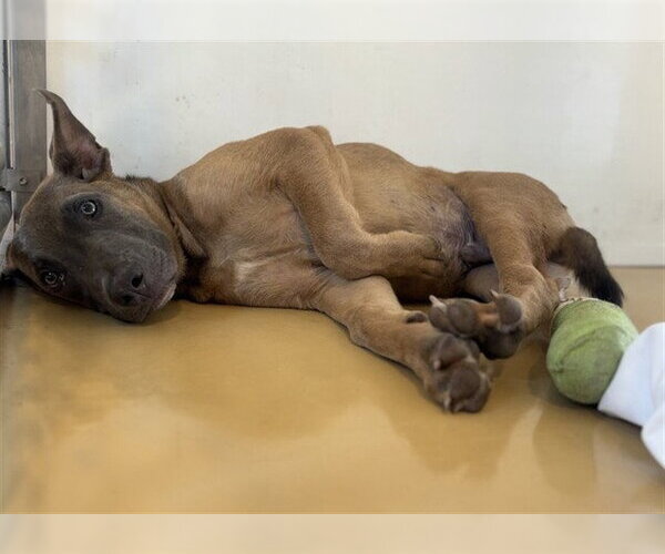 Medium Photo #2 Mutt Puppy For Sale in San Bernardino, CA, USA