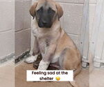 Small #3 Anatolian Shepherd Mix