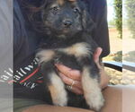 Small #1 Australian Shepherd-Maltese Mix