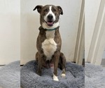 Small #3 Mutt