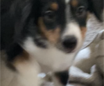Small Photo #10 Miniature Australian Shepherd Puppy For Sale in PLACERVILLE, CA, USA
