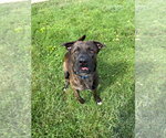 Small #1 Labrador Retriever Mix