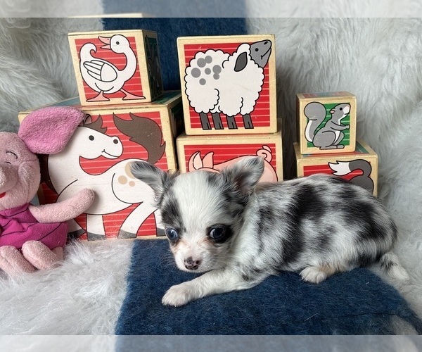Medium Photo #3 Chihuahua Puppy For Sale in NEWVILLE, PA, USA
