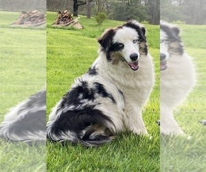 Mother of the Australian Shepherd puppies born on 05/20/2025