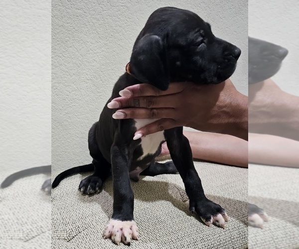 Medium Photo #3 Great Dane Puppy For Sale in FORNEY, TX, USA