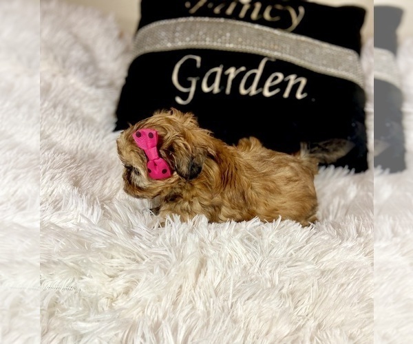 Medium Photo #3 Shih Tzu Puppy For Sale in JACKSONVILLE, FL, USA