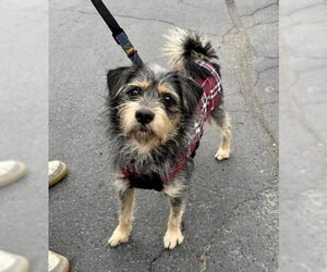 Mutt Dogs for adoption in St. Louis Park, MN, USA