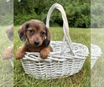 Image preview for Ad Listing. Nickname: Romeo