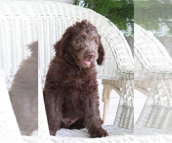 Medium Photo #1 Labradoodle Puppy For Sale in ROARING SPRING, PA, USA