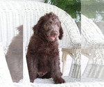 Small Photo #1 Labradoodle Puppy For Sale in ROARING SPRING, PA, USA