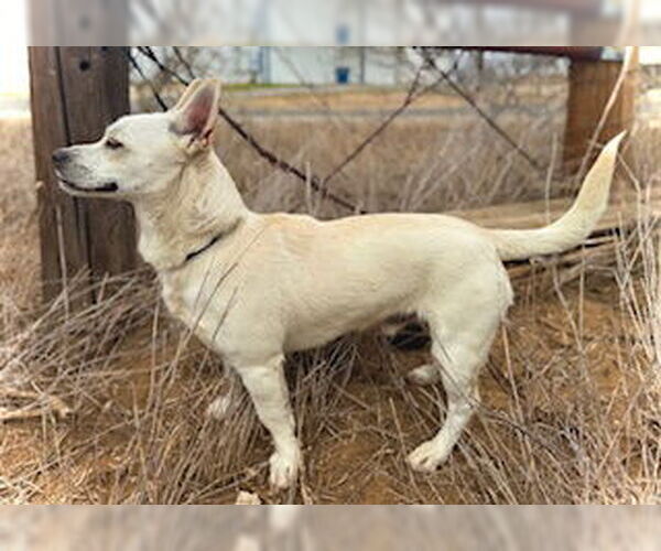 Medium Photo #4 Chihuahua-Unknown Mix Puppy For Sale in Pleasanton, TX, USA