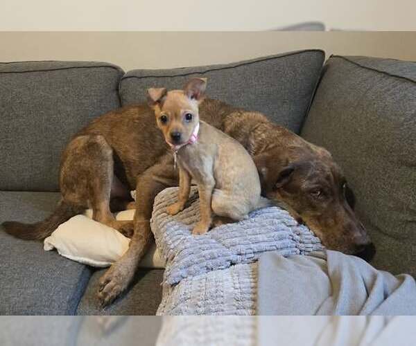 Medium Photo #4 Chihuahua-Unknown Mix Puppy For Sale in Plainfield, IL, USA