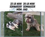 Small Photo #8 Schnauzer (Miniature) Puppy For Sale in GOSHEN, IN, USA