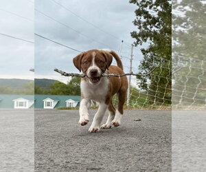 Taylor - Female Australian Shepherd-Unknown Mix Dog for Adoption - Photo #3