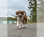 Small Photo #3 Australian Shepherd-Unknown Mix Puppy For Sale in Alexander, AR, USA
